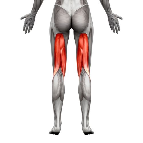 Hamstring muscles on the back of the thigh